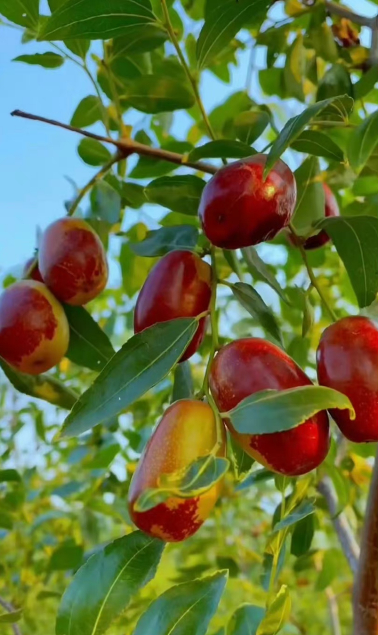 " 脆枣金秋喜气扬,鲜鲜味美韵留香." 庭前八月梨枣熟,一日上树能千回.