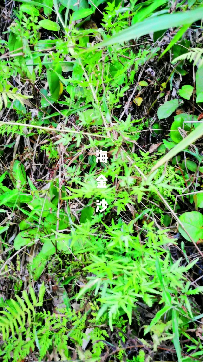海金沙大山里的野生药材非常难得