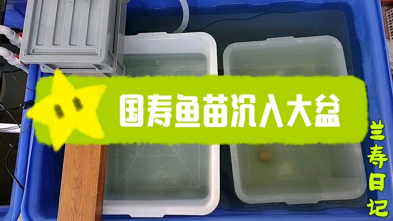 国寿鱼苗沉入大盆 宽水养大鱼