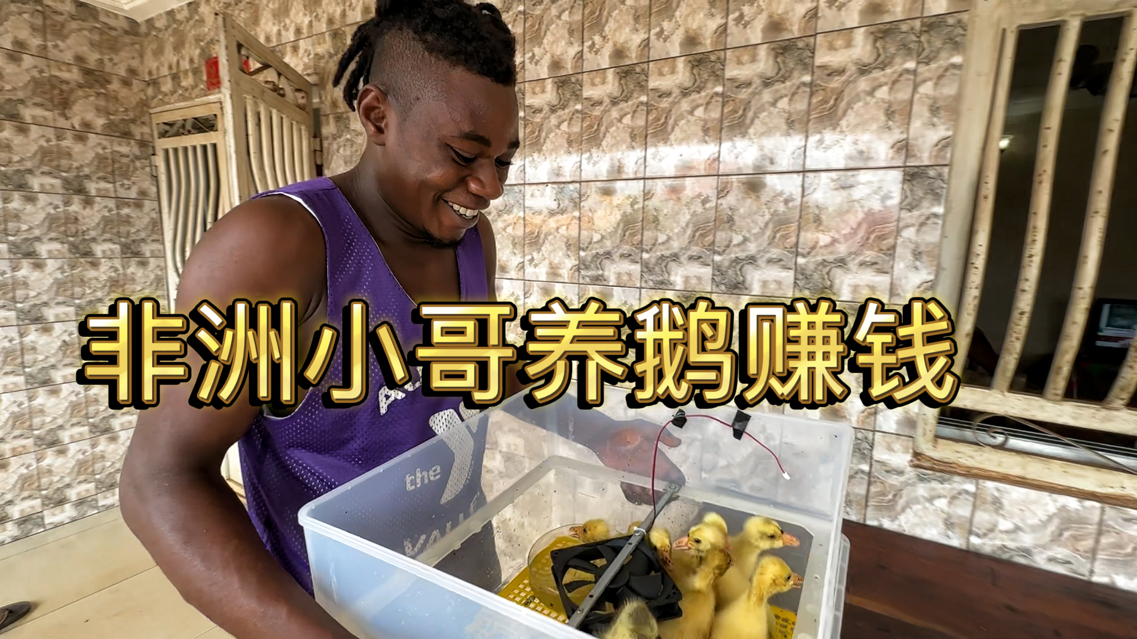 非洲小哥养鹅赚钱，今天洗澡一锅绿水，SPA级别的吹风机再次出马