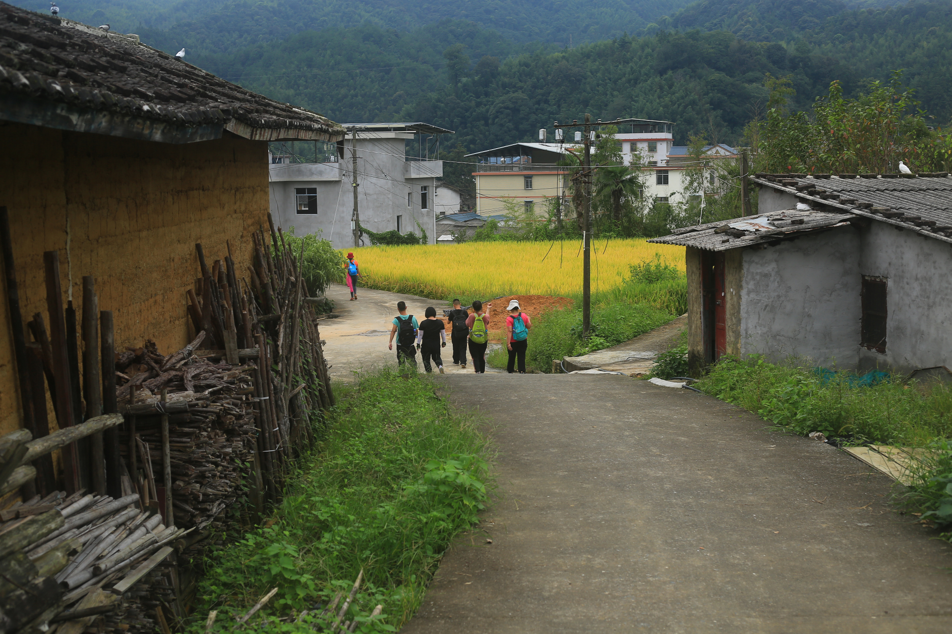 山村景色,怡眼怡情,稻穗压弯了腰,行走在村里,闻着稻米花香,还有现代