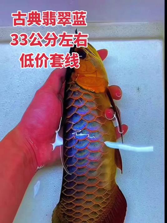古典蓝底金龙鱼,33公分左右,翡翠蓝底,发色充分