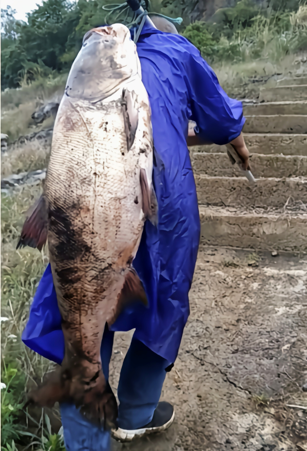 长江"十年禁渔"后,三峡水库的鱼能有多大?据说花鲢已超300斤