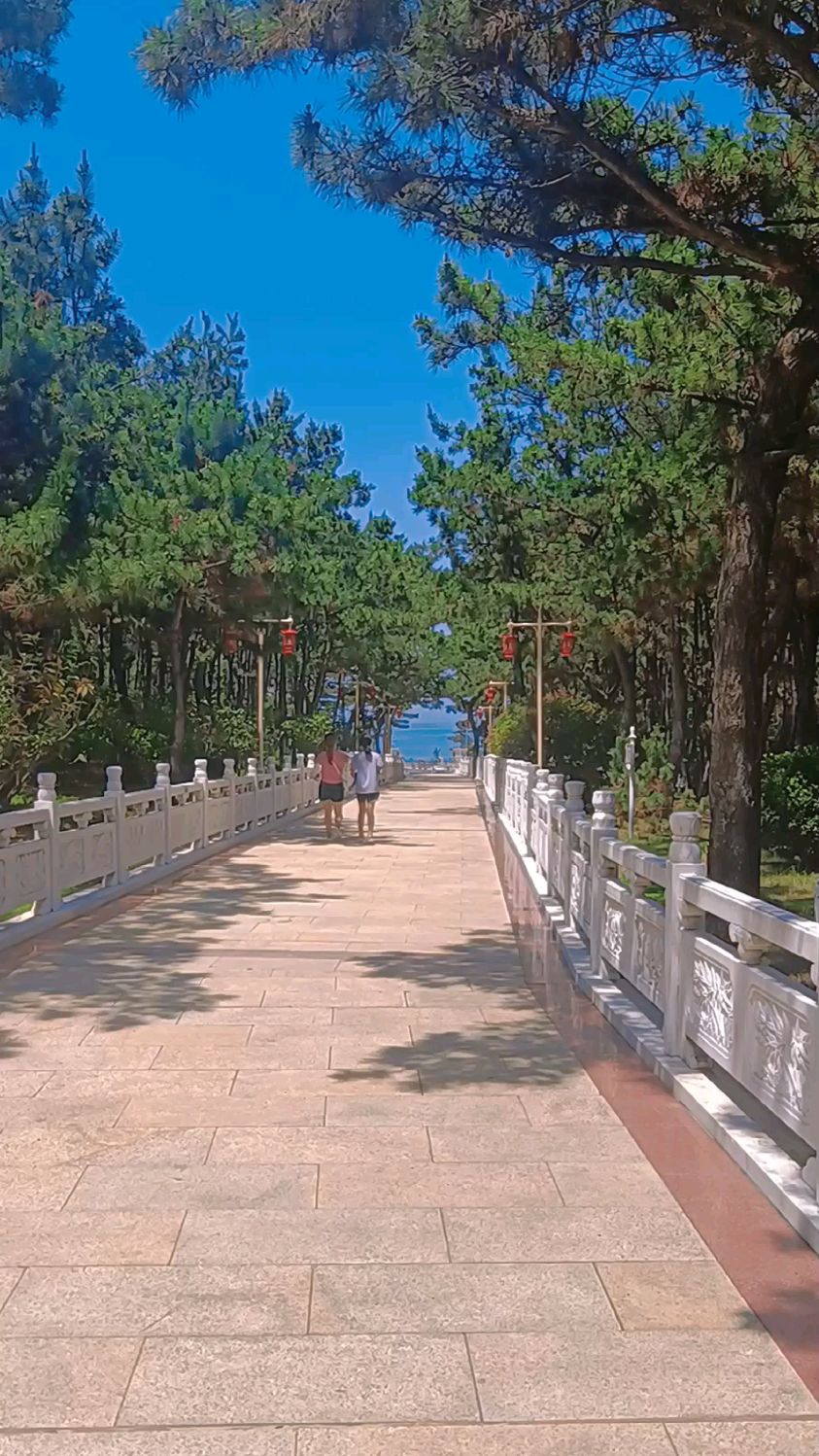 威海林海公园紧临海水浴场树木众多是游客夏天避暑的好地方
