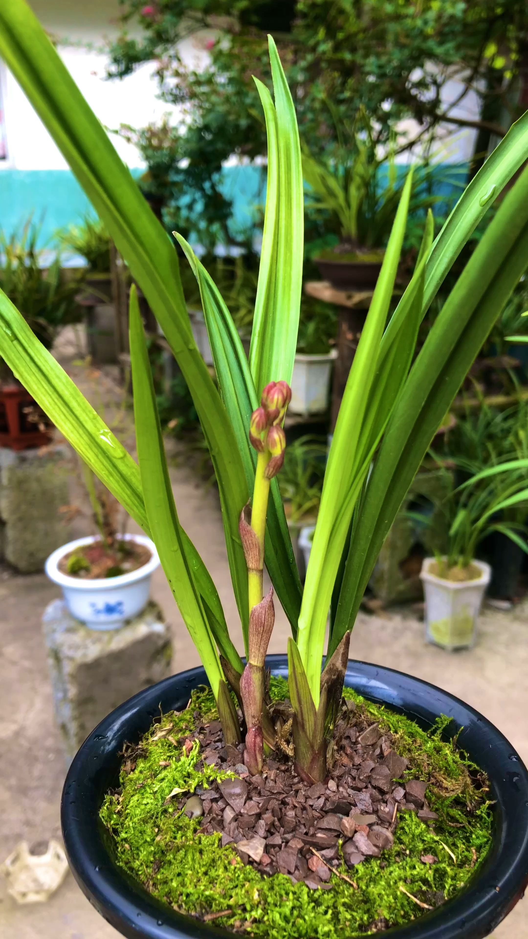 四季兰粉荷,花色靓丽,荷瓣花,硬质皱叶,难得的好花