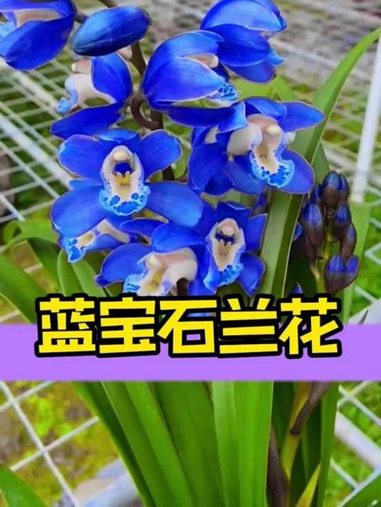 蓝宝石兰花:大花型高贵优雅,生命力强还好养!