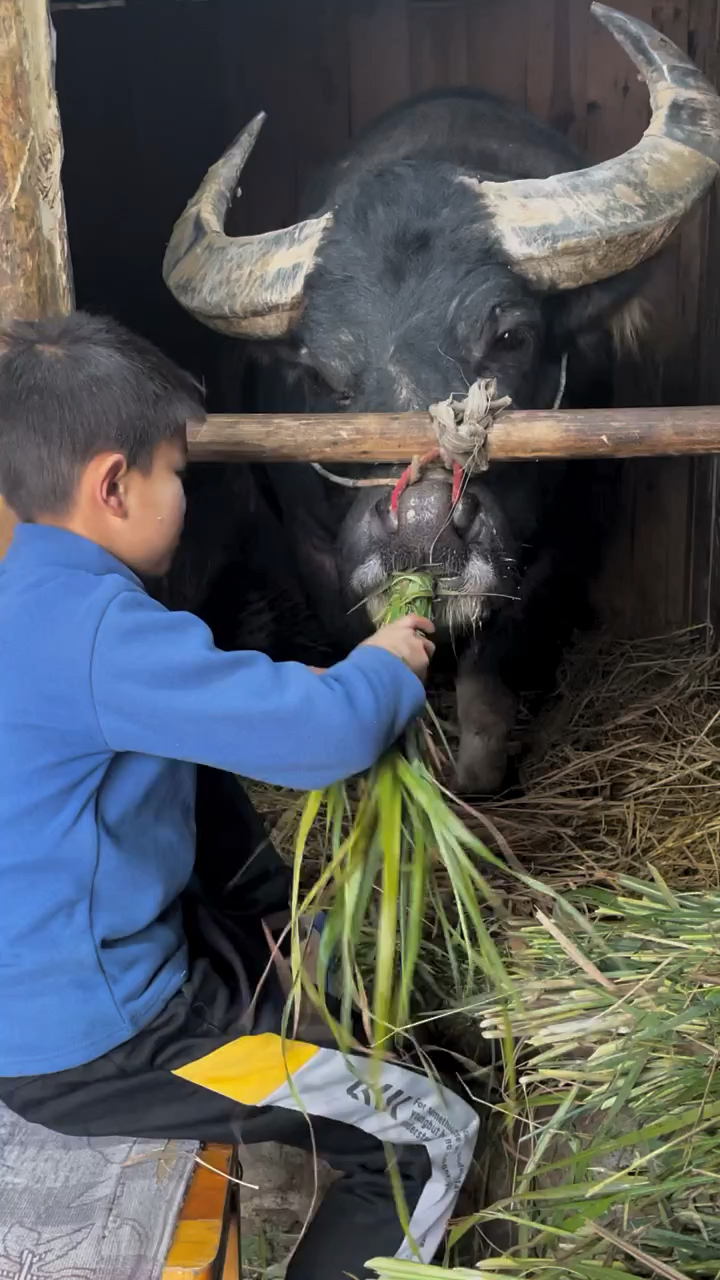 乡村小伙给牛喂草