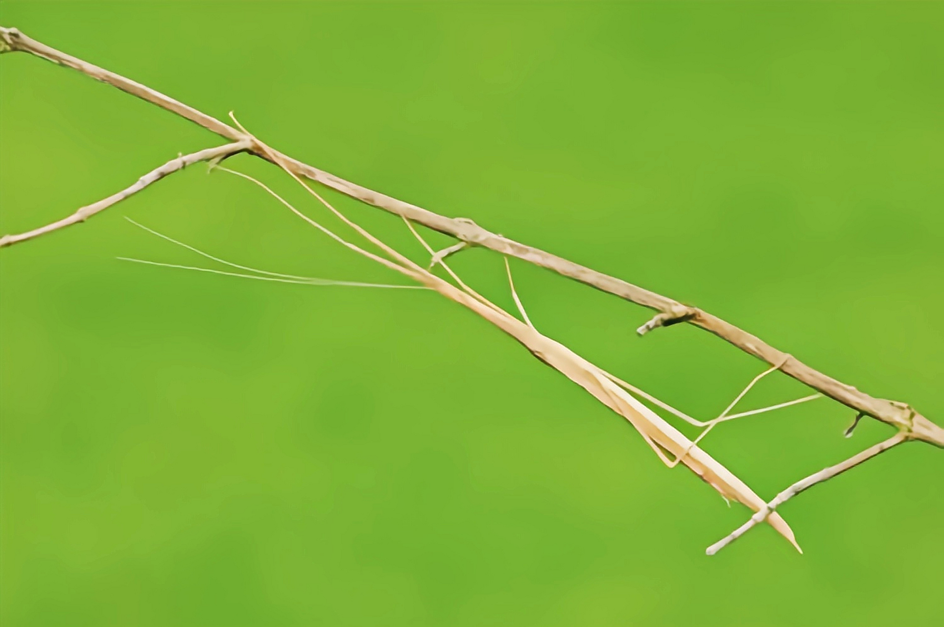 每天认识一种昆虫——棉杆竹节虫 棉杆竹节虫原产于我国浙江,河南