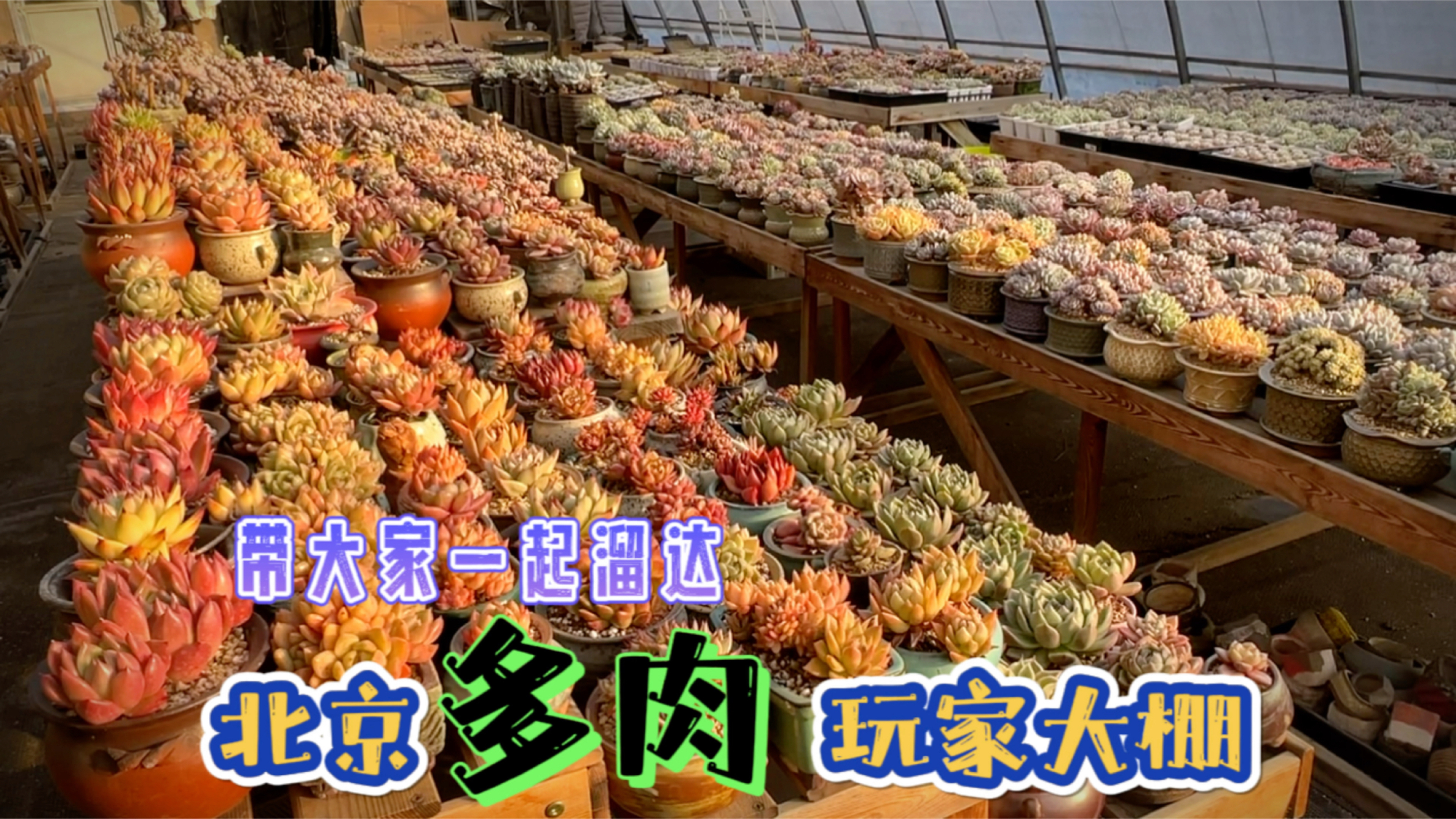我的多肉大棚!整理一个月,终于可以完整的展现给大家