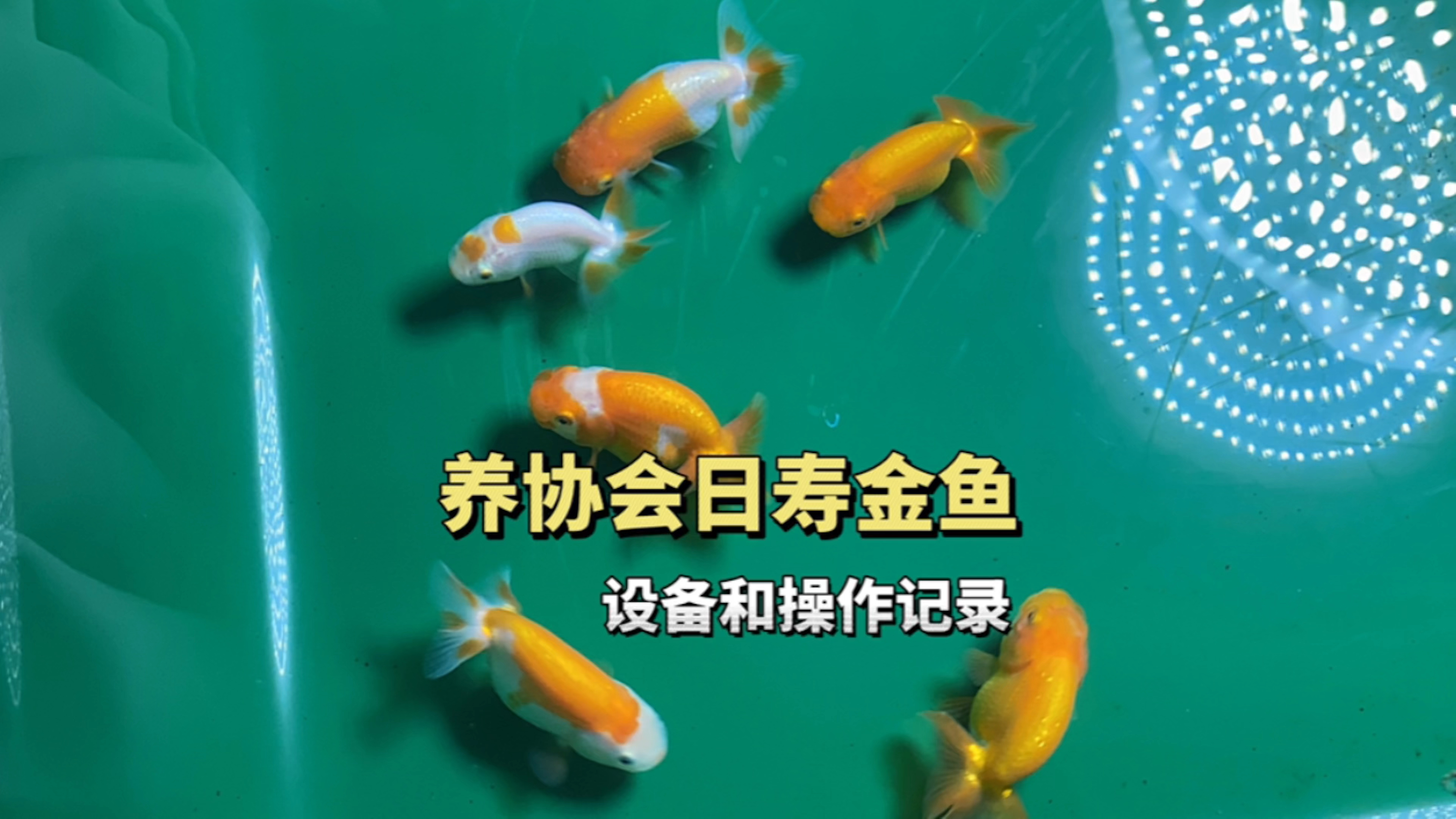 饲养协会日寿金鱼的设备和操作记录分享