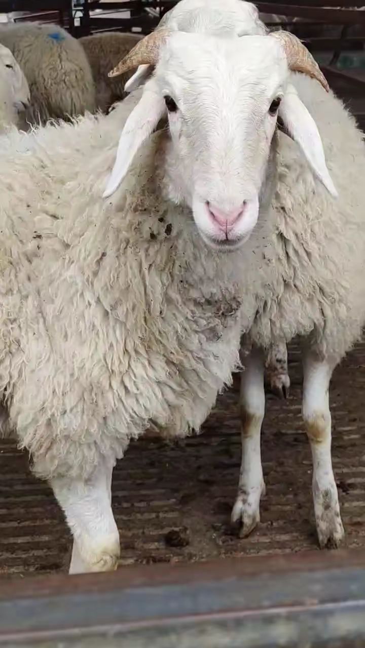鲁西南小尾寒羊高腿长身躯草食喂养适应性强多胎多羔适合全国各地养殖