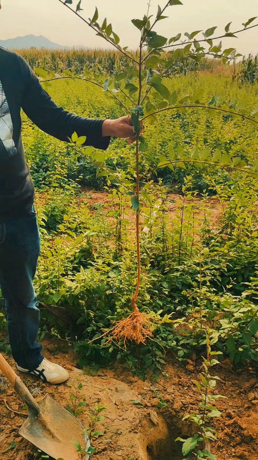 连翘苗种植方法 药用连翘树苗 高产大果连翘种植基地