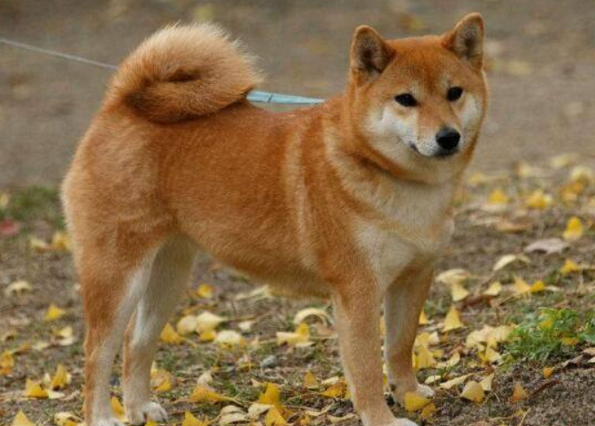 柴犬身上"插着把刀",路人想去搭救,蹲下一看直接走了!