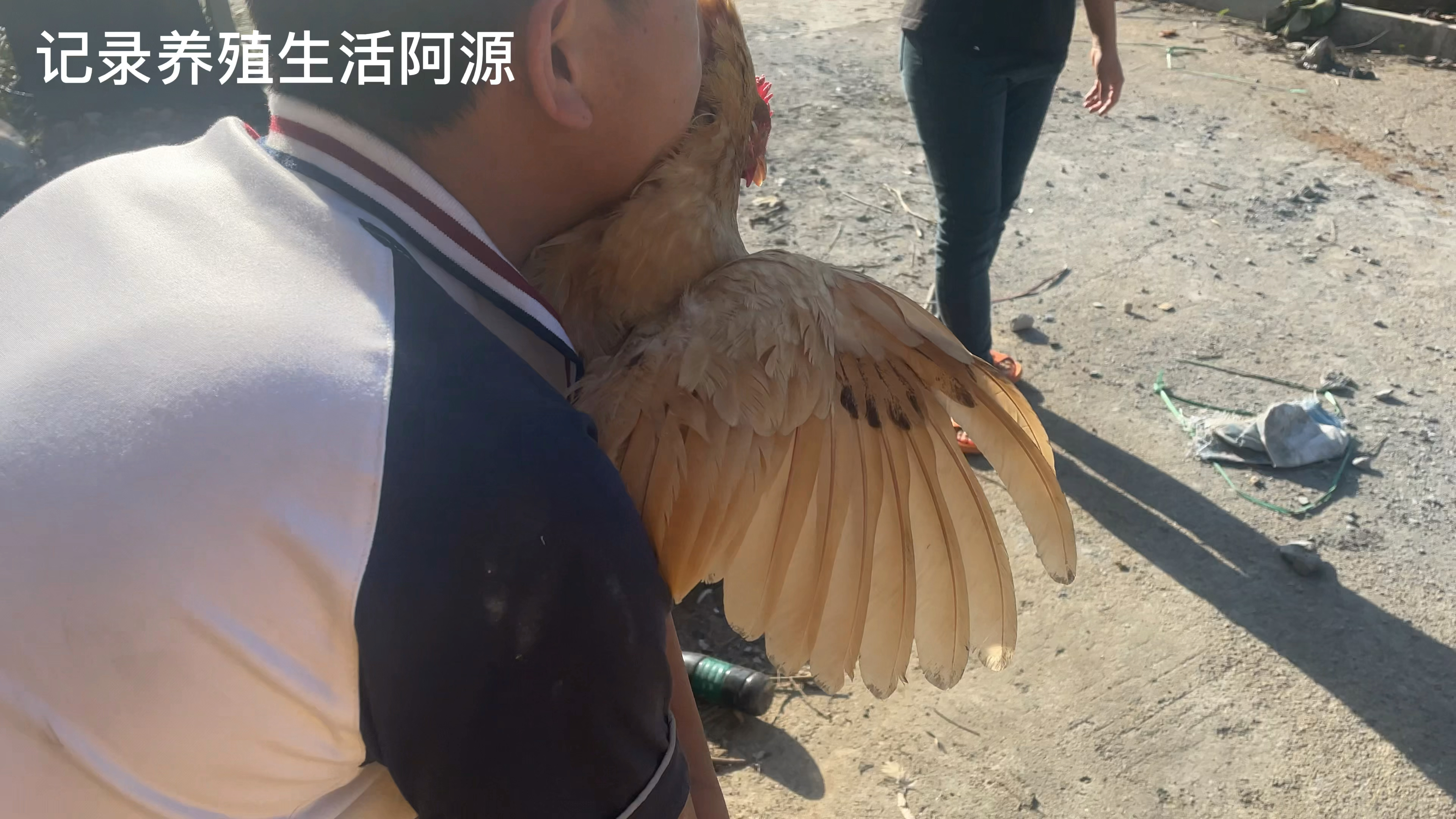 一个星期的小鸡掉水里去了,赶紧做肺部呼吸,还有救吗