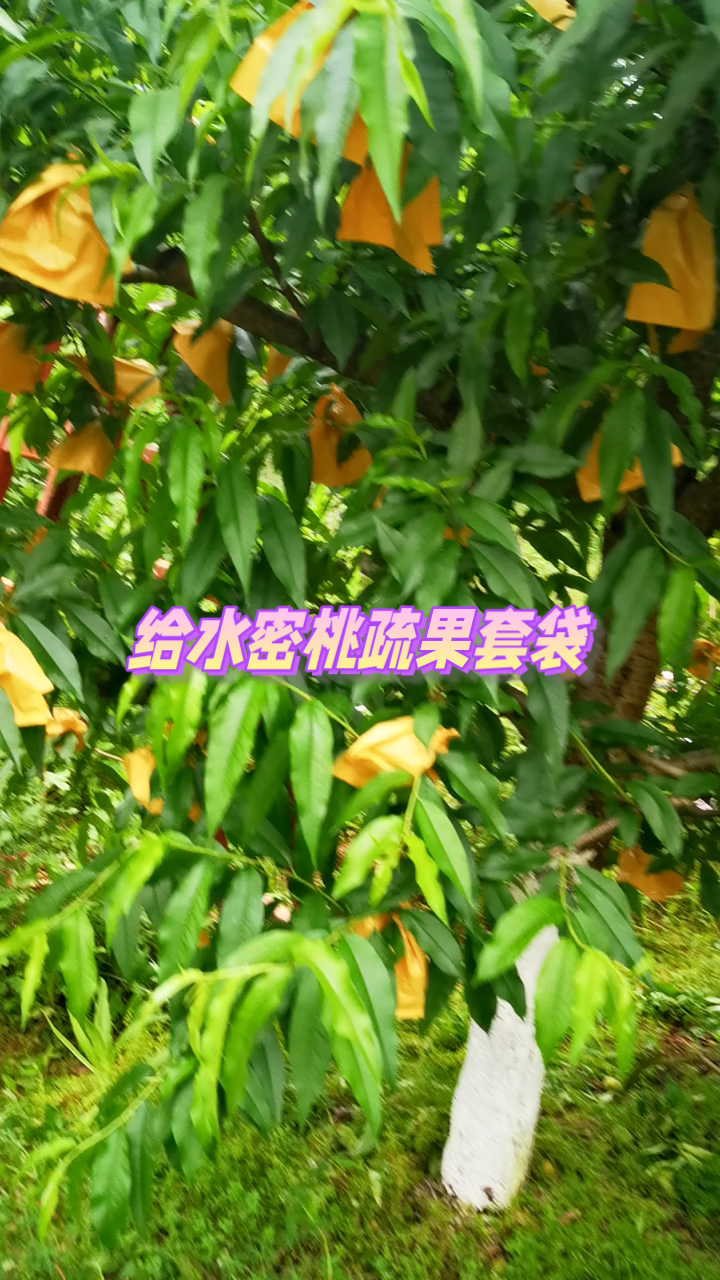 桃树疏果套袋