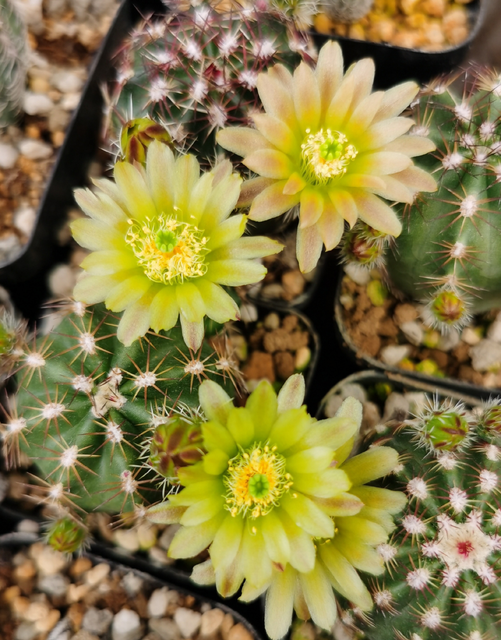 虾属仙人球花,看到这种仙人球 千万离远点!