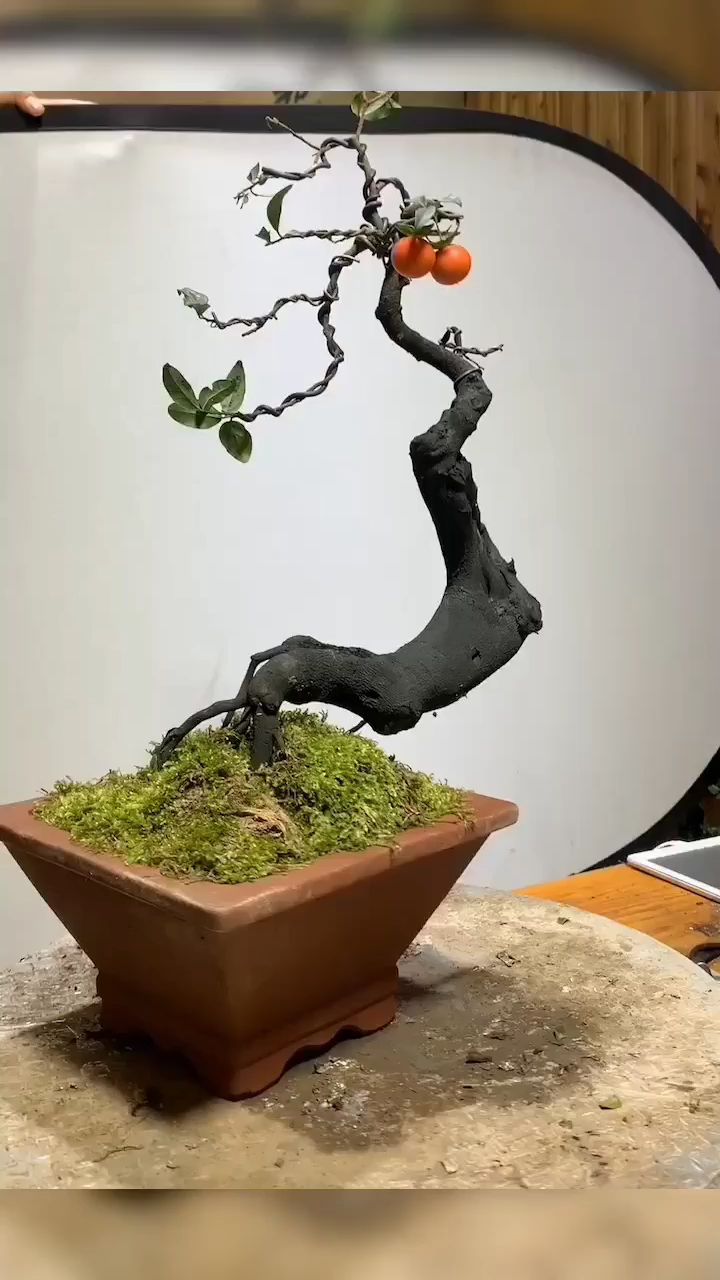 金弹子盆景(碳化小品桩)