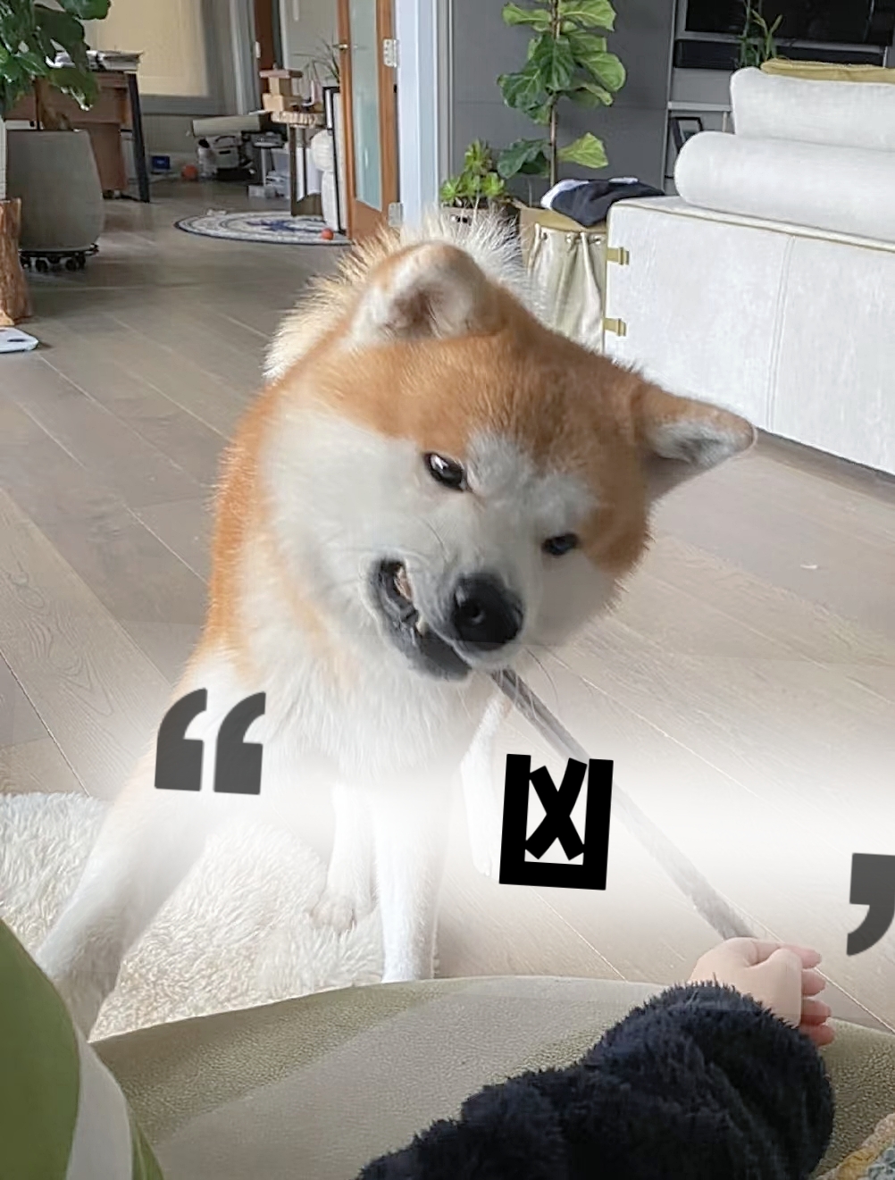 秋田犬表情包合集
