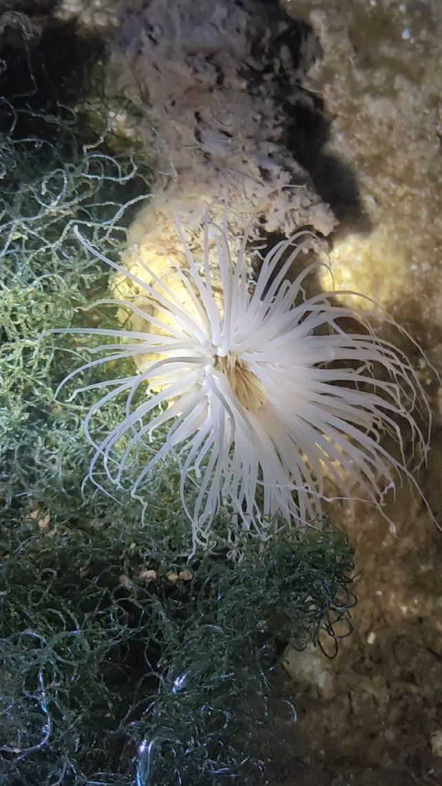 千手佛,白芯白须,新手海葵,一颗成景,特别容易养!-度小视