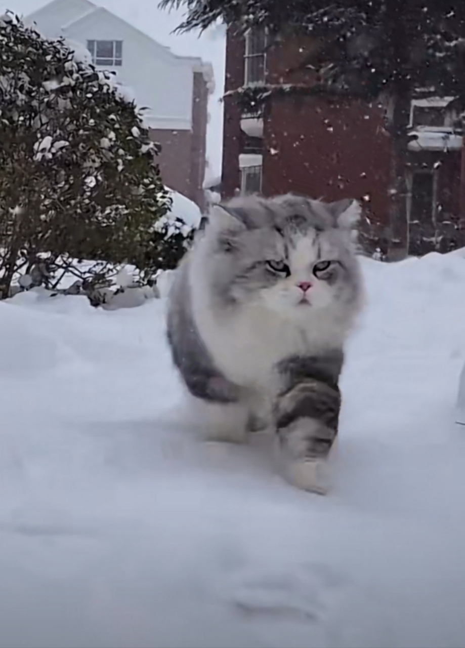 猫咪 霸气走路图片