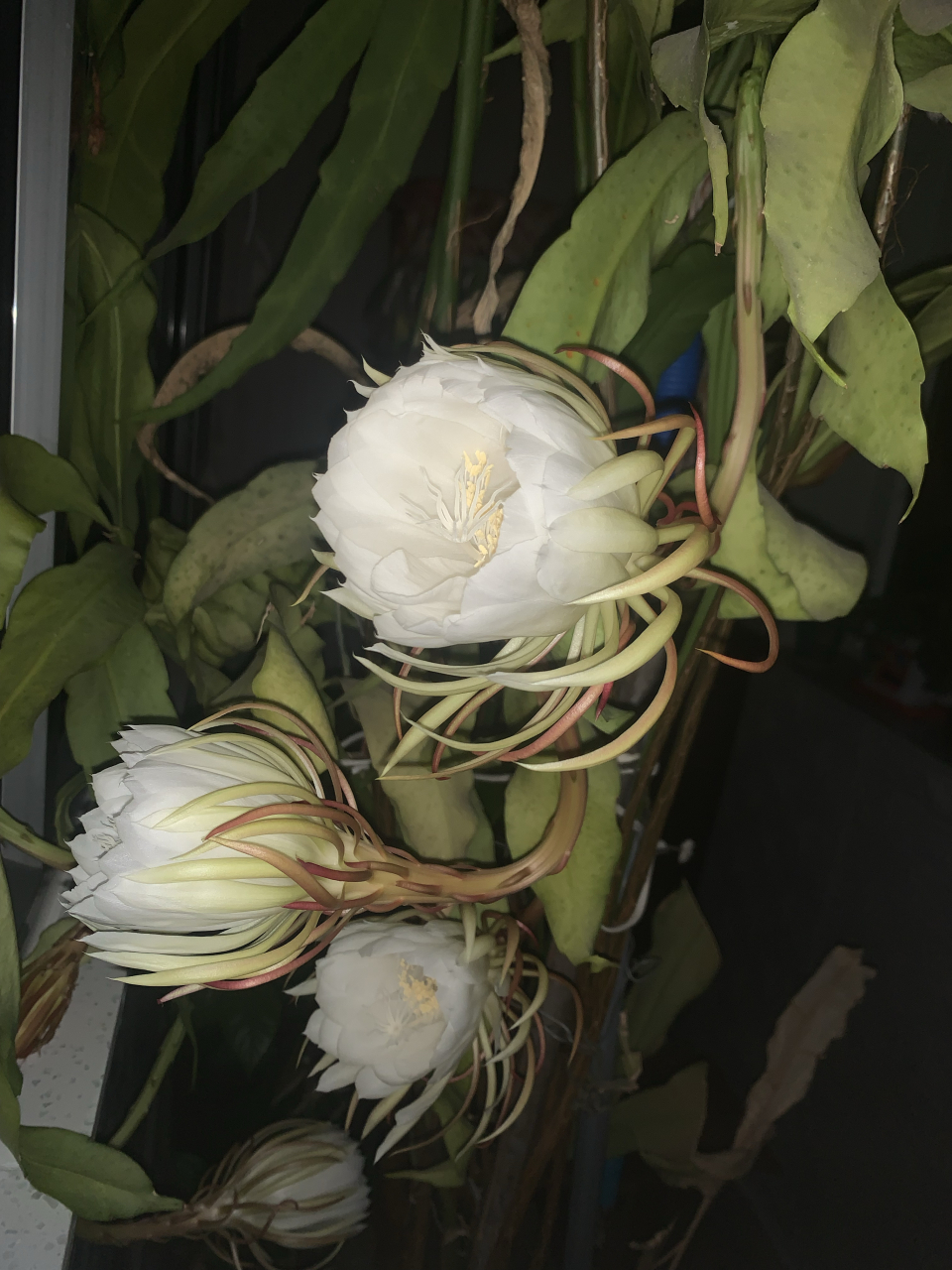 昙花一现为韦陀,情深不悔是婆娑     家里养的昙花在夜里九点左右开了