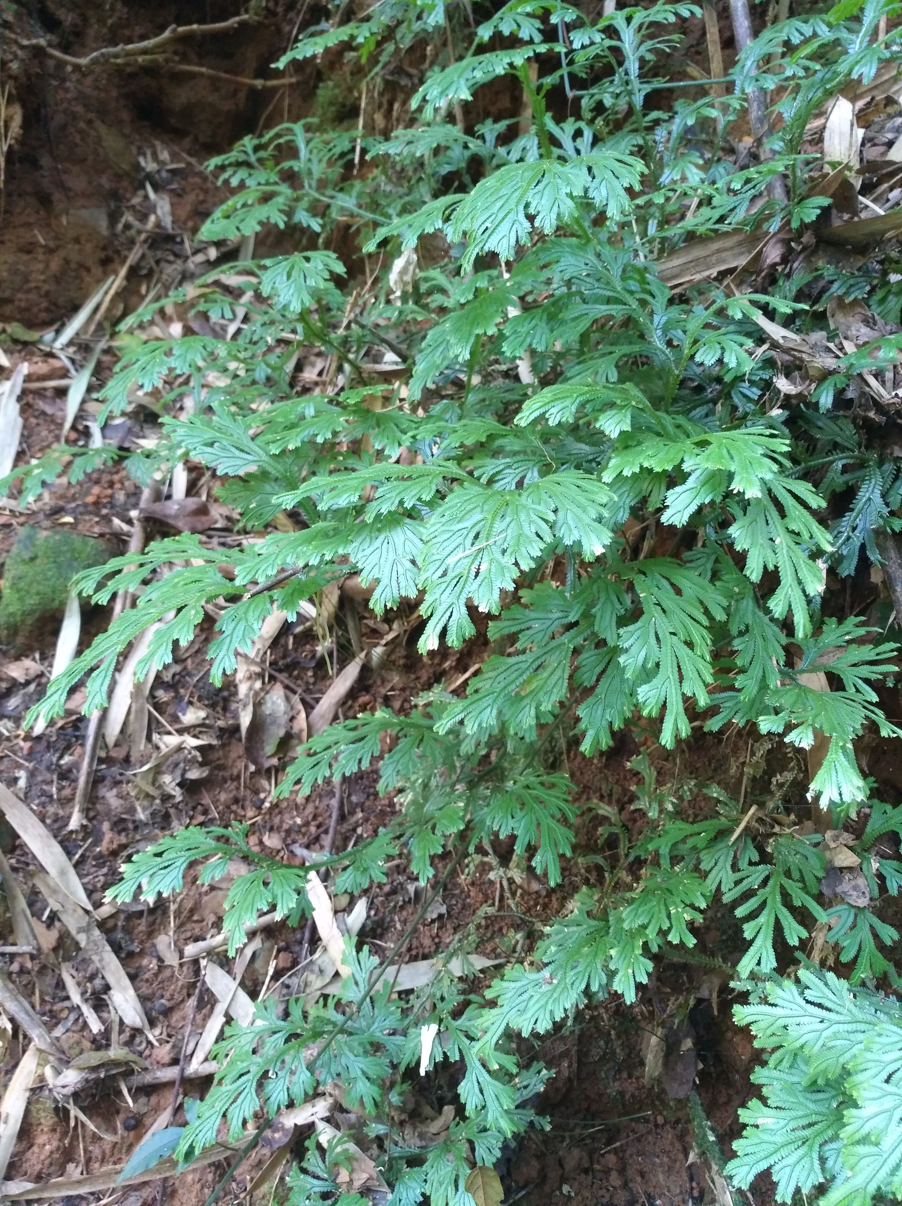 野生石上柏,又称龙鳞草,雷公清,可以药用或者观赏
