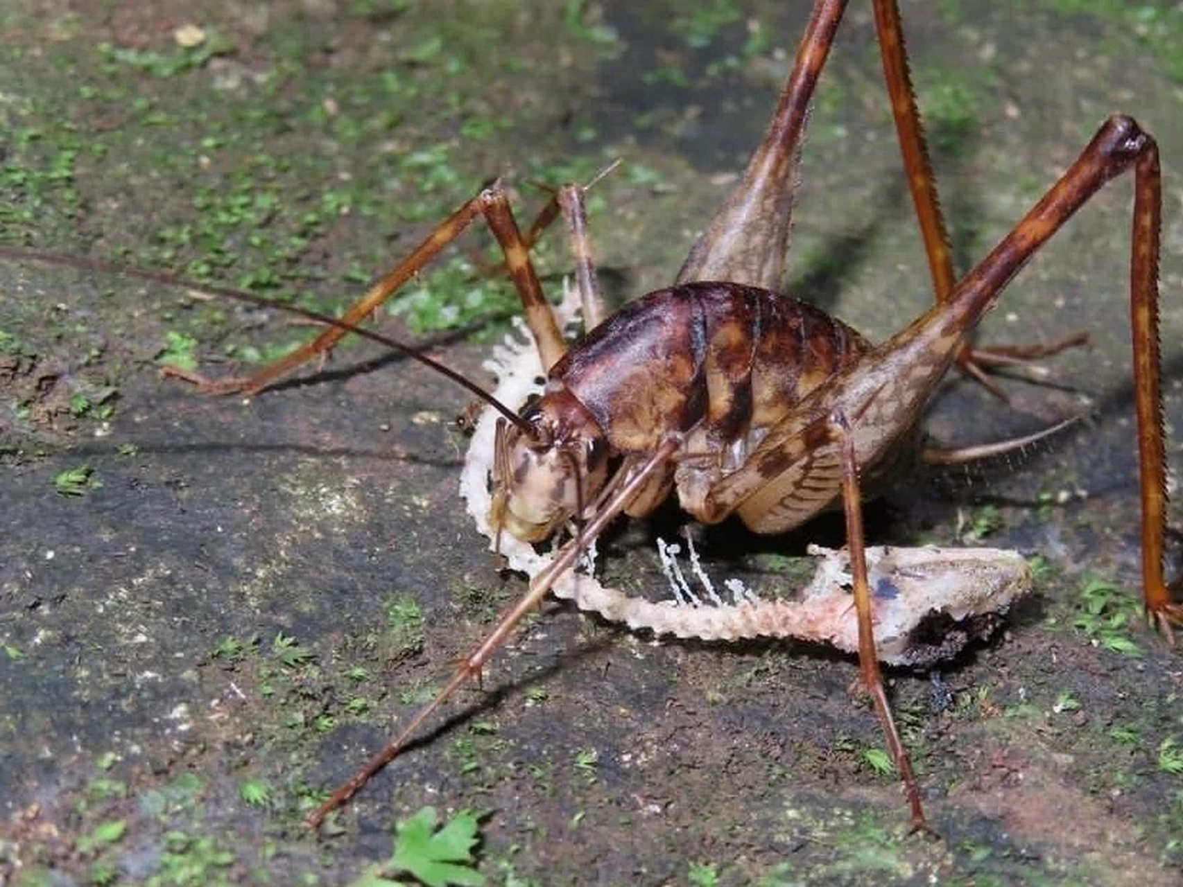 蜘蛛通常在房间的顶部结蜘蛛网.这房顶上还有一种虫子, 叫"灶马".