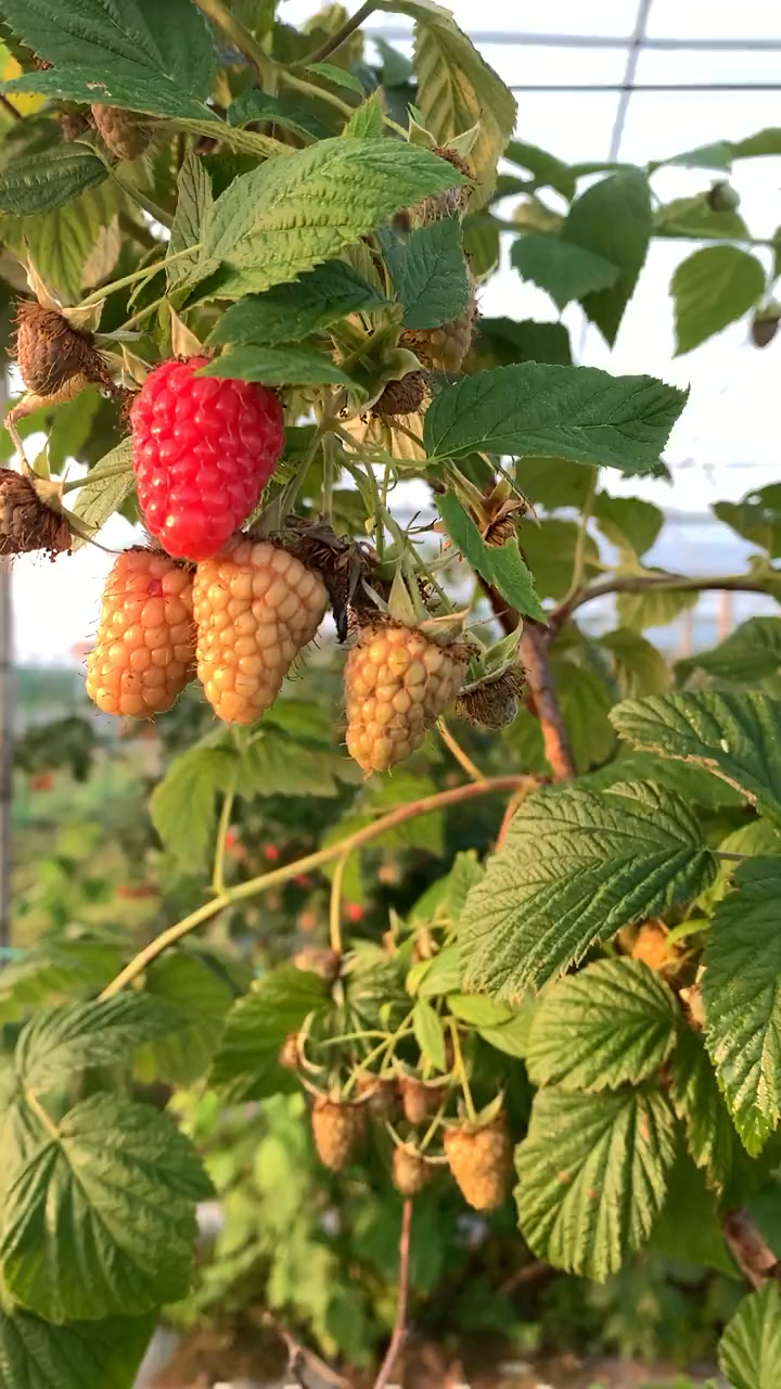 树莓苗价格树莓苗结果表现红树莓苗植株长势旺盛早实丰产性强