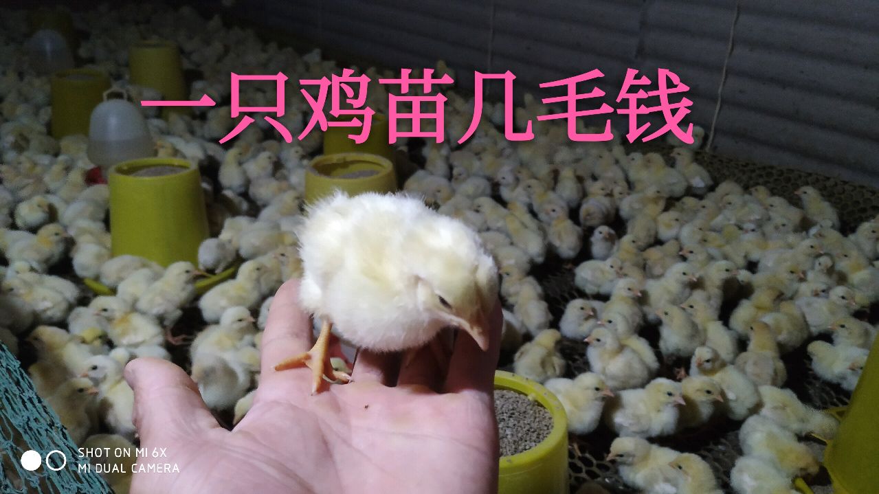 这么便宜的鸡苗见过吗?一只不到一块钱,看看划算吗