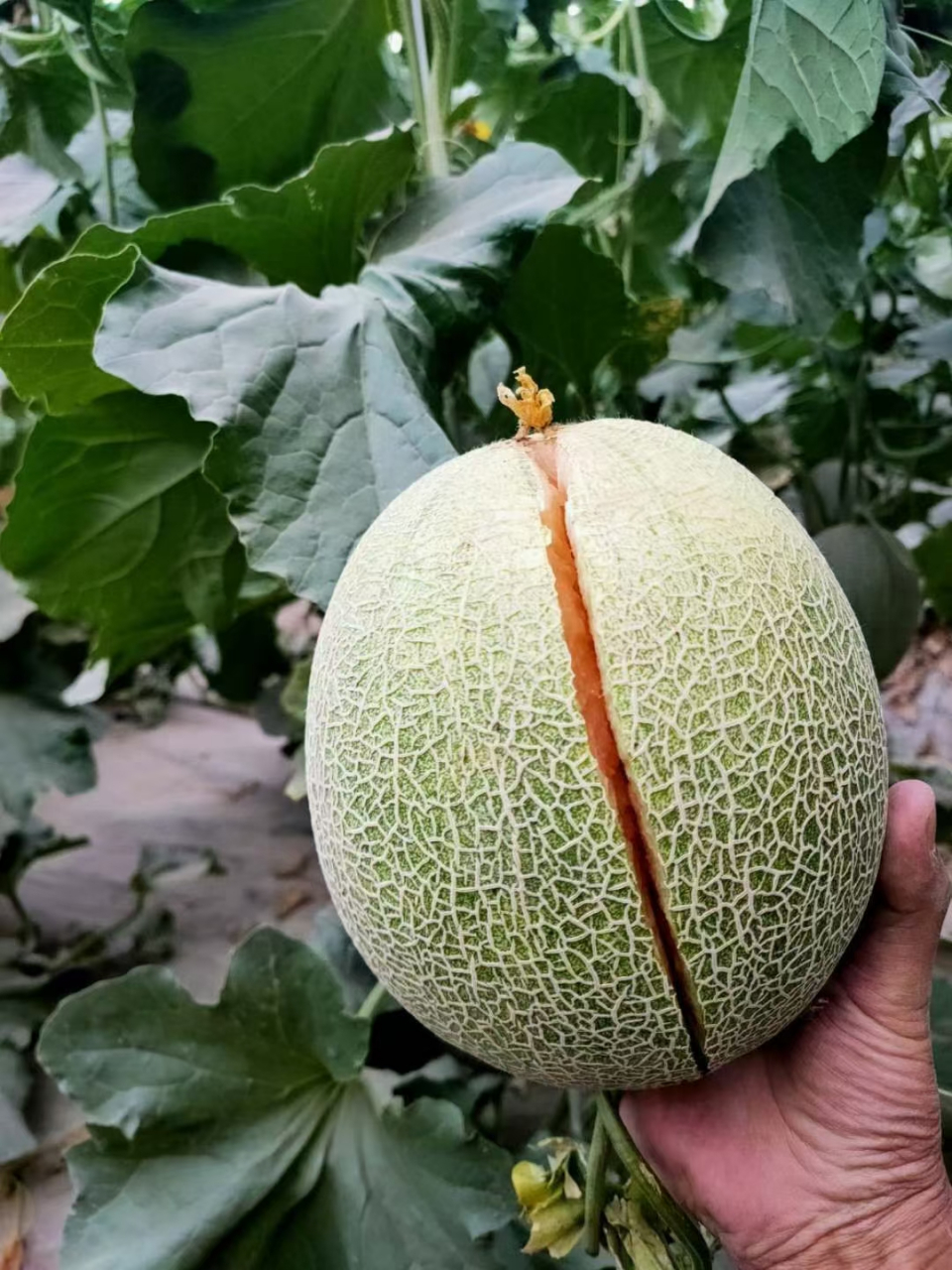 一花一藤结一瓜,最甜不过哈密瓜为保证瓜的品质 科学种植,物理除虫
