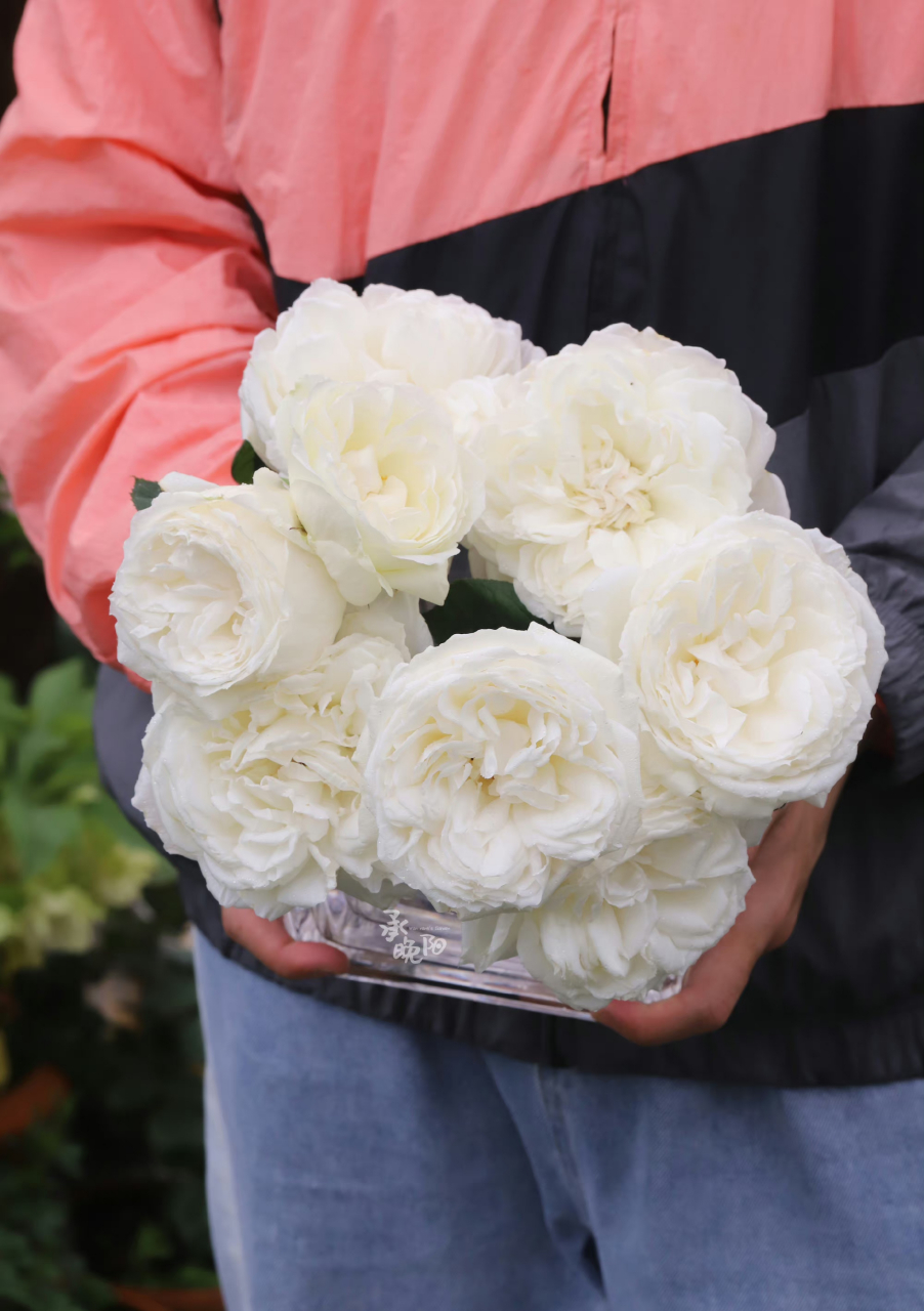 白色系大花品种推荐——伊芙·婚礼之路 目前最爱的白色系灌木切花