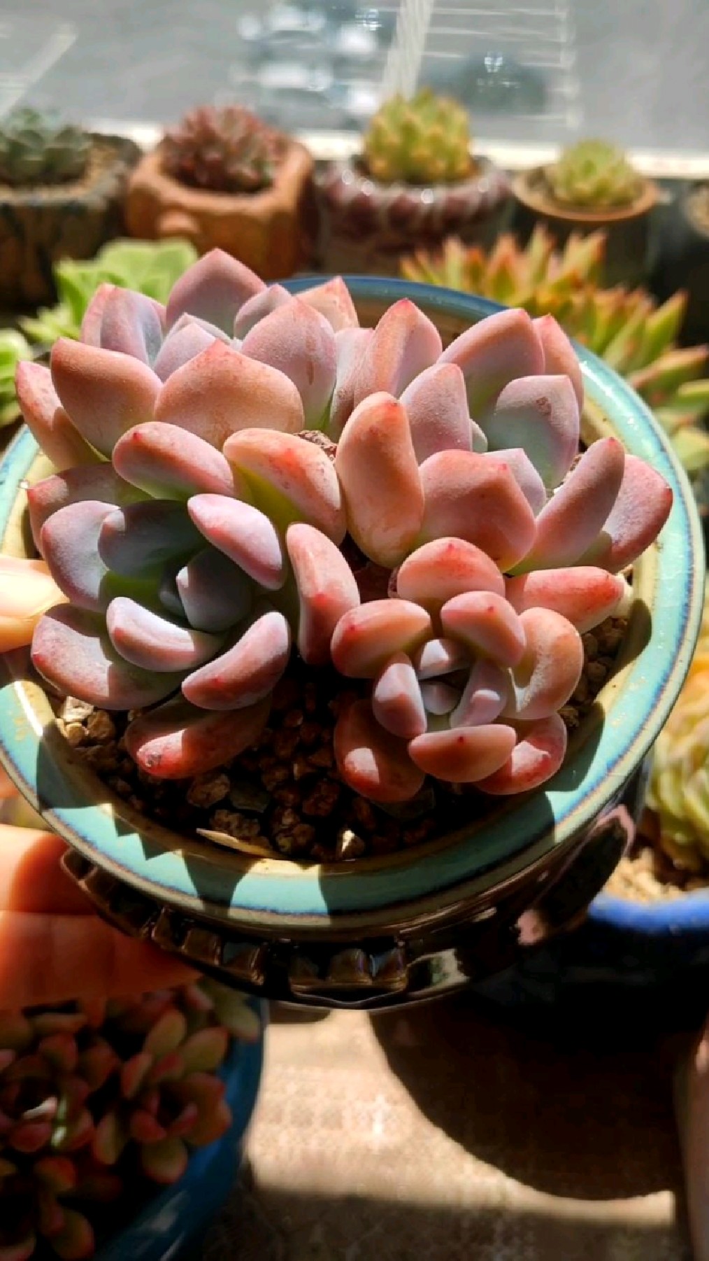 精品多肉欣赏——白鹭