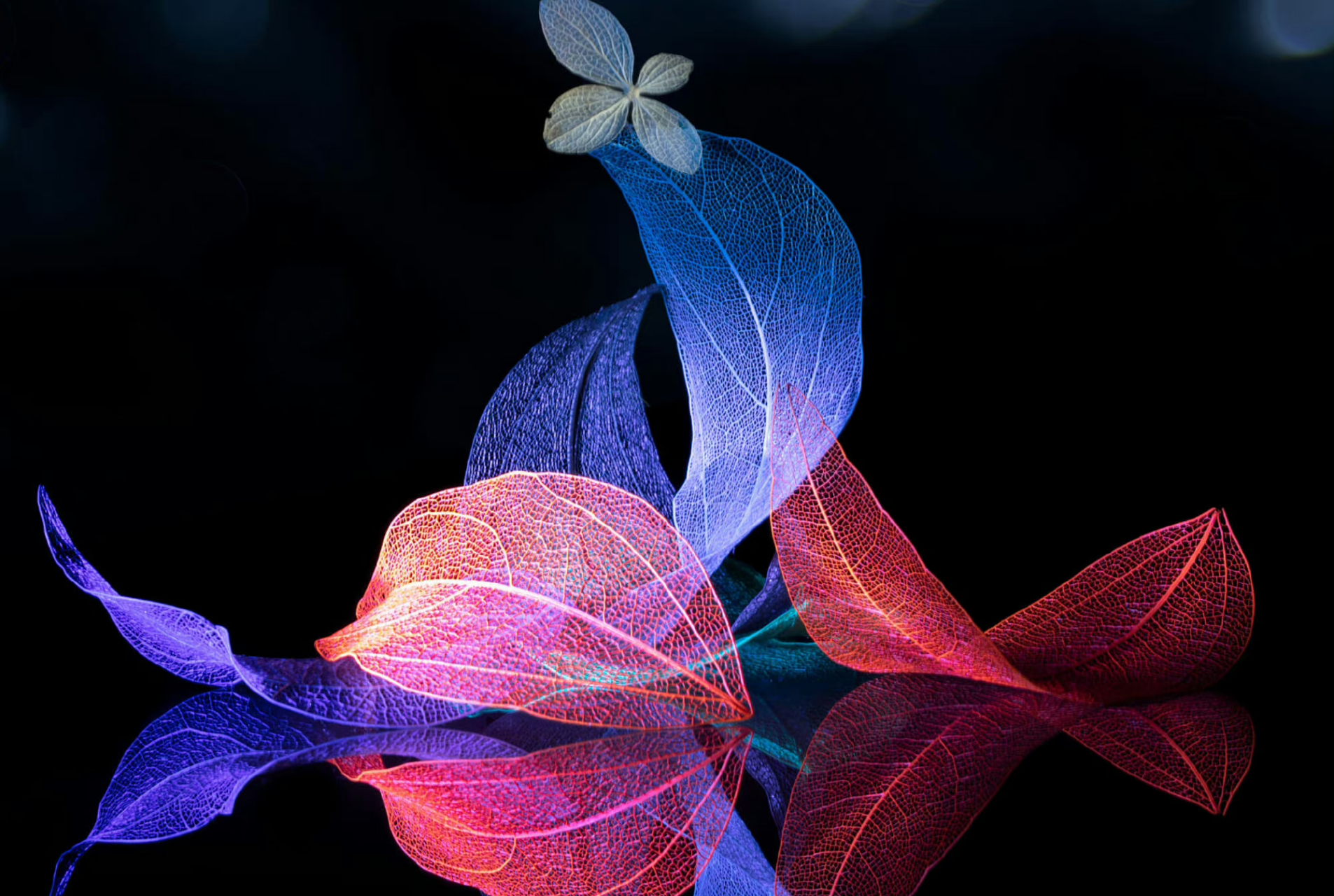 【精选美图·叶与脉·个性微距摄影作品】  ◎推荐各类优秀的摄影作品