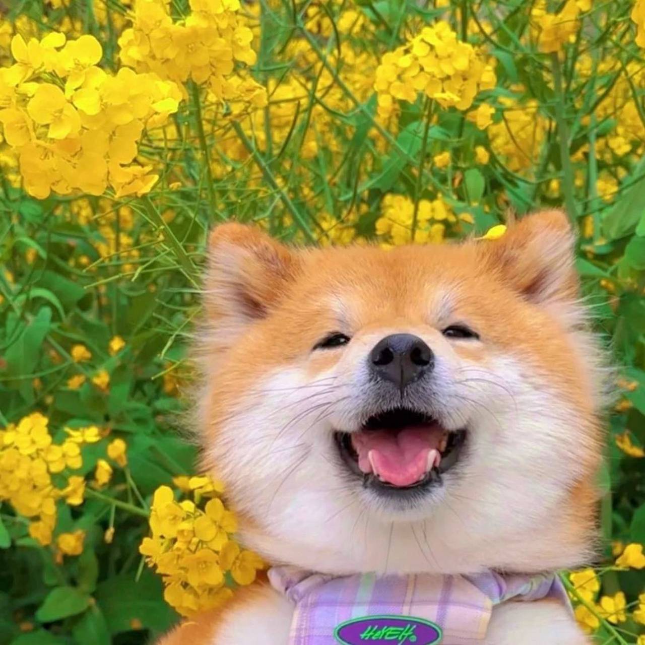 不开心了就来看看小狗勾的笑容呀!