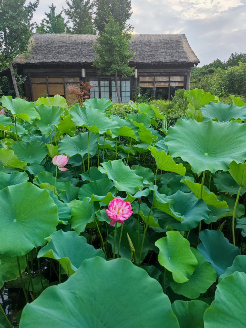 一念一清净,心是莲花开