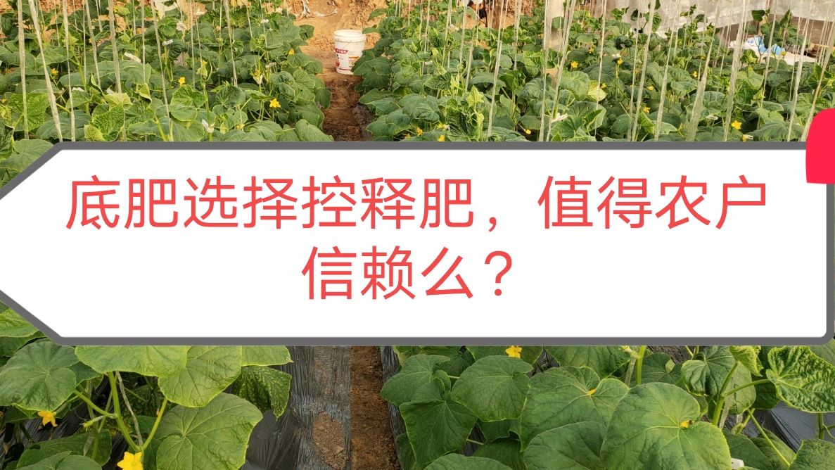 大棚蔬菜种植底肥该如何选择,控释肥到底值不值得农户信赖?