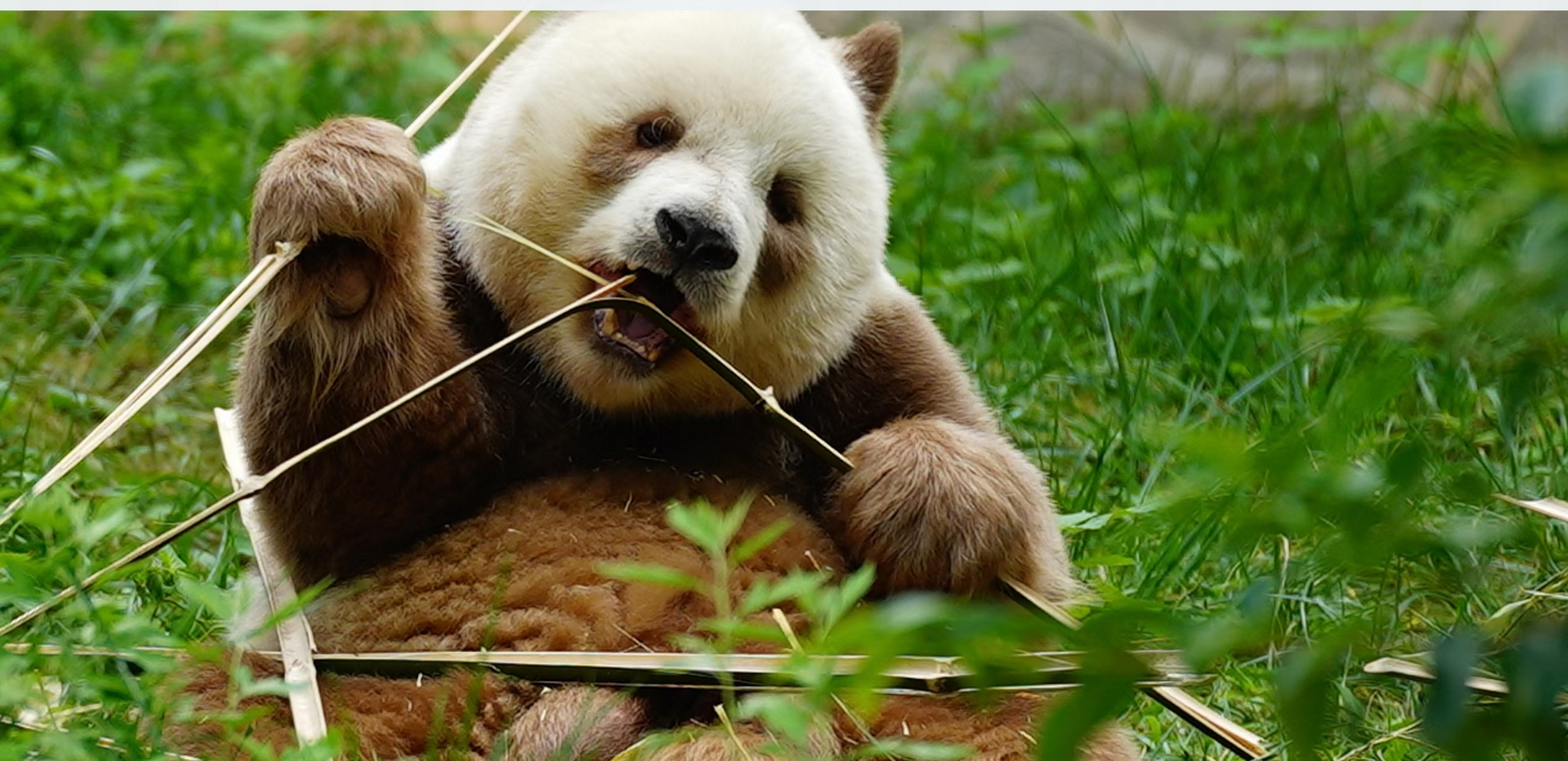 秦岭四宝科学公园,全球唯一的一只圈养棕色大熊猫—七仔生活在这里,后