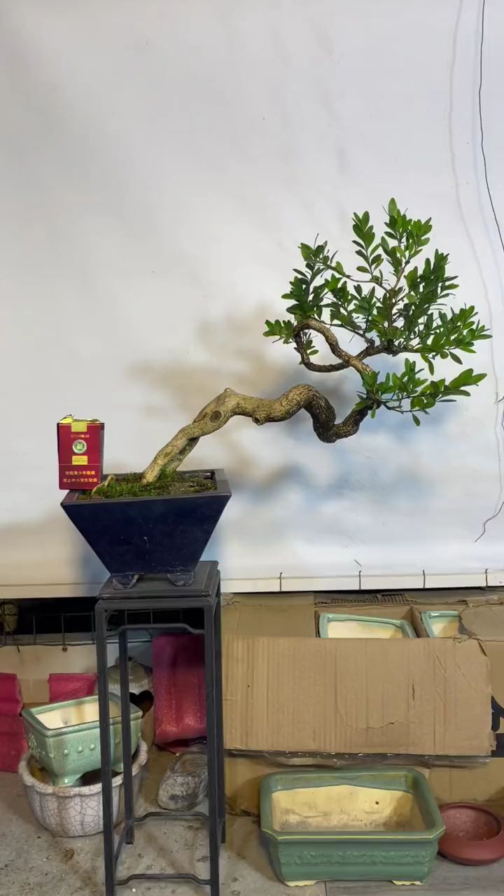 海岛黄杨 岭南盆景