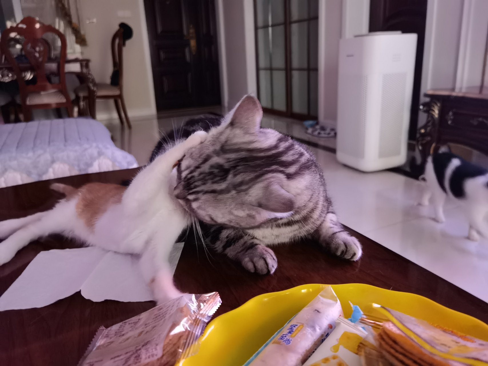 这些小猫咪交头接耳的,你们在商量什么啊?