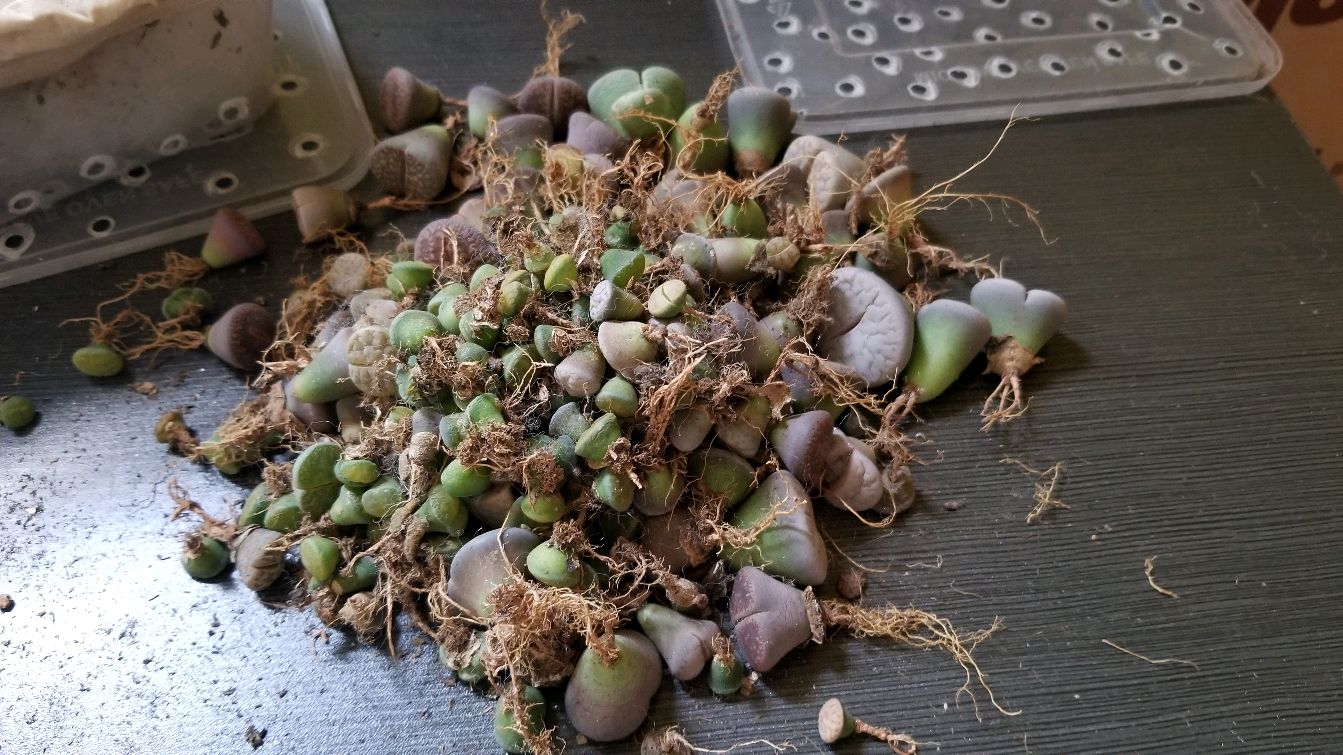 获得了大佬的馈赠,生石花+200