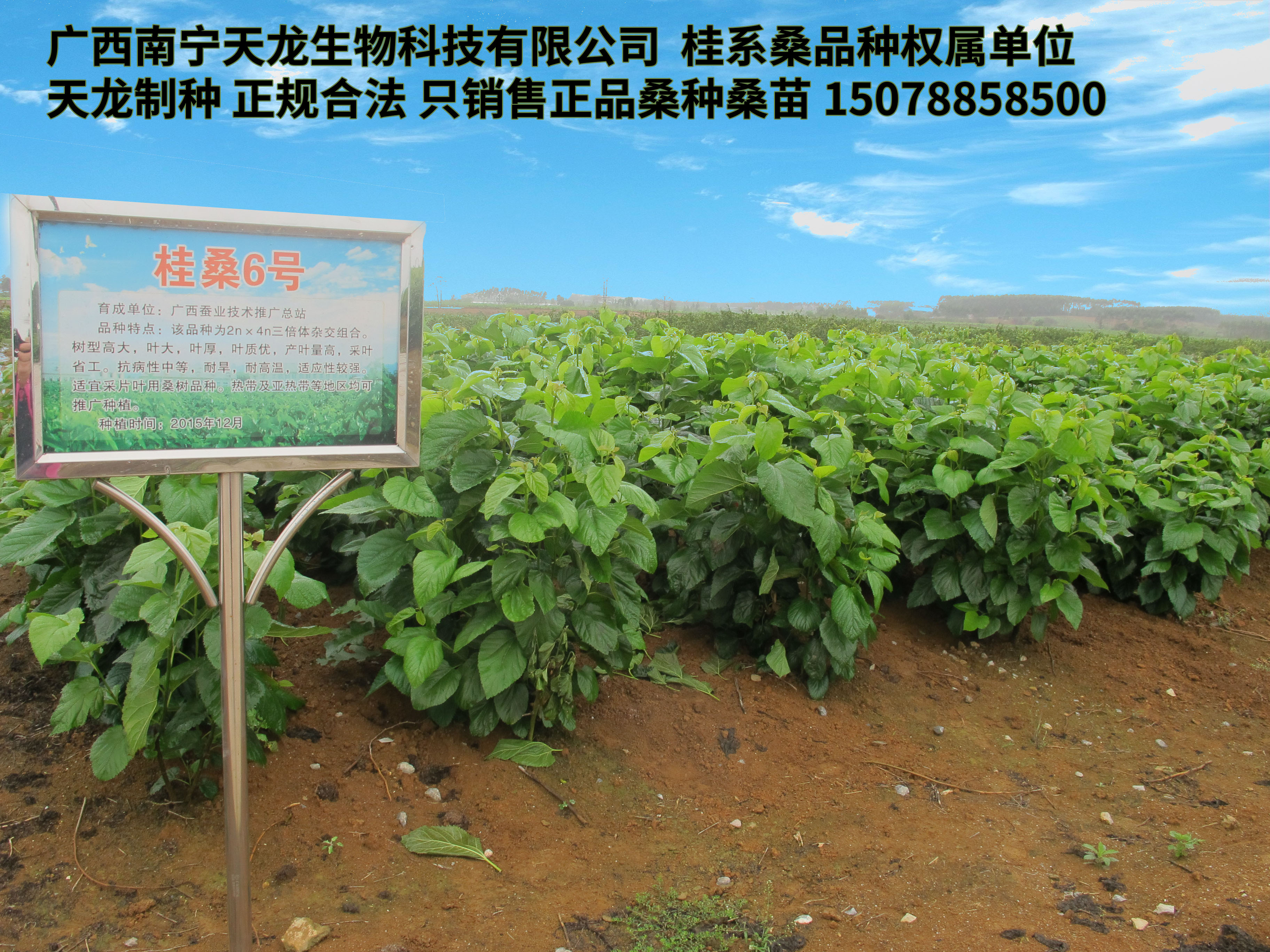 桂桑优12,桂桑5号,桂桑6号,桑特优2号,桑树种植行距株距多少