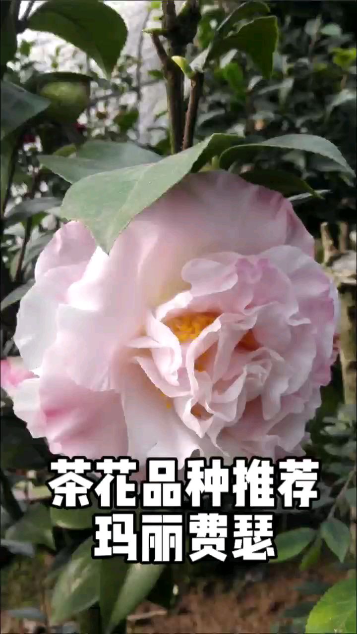 茶花品种推荐:玛丽费瑟茶花.#茶花#知缘茶花玛丽费瑟茶花-度小视