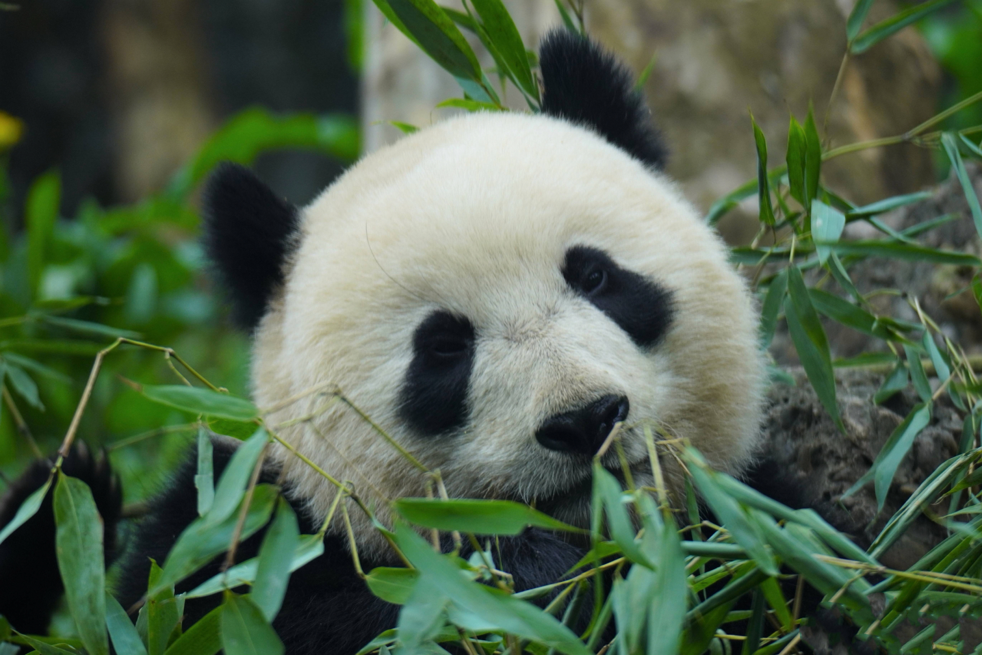 猫猫林溪:千金   2021年7月27日出生在核桃坪基地;今年2岁,妈妈美茜.