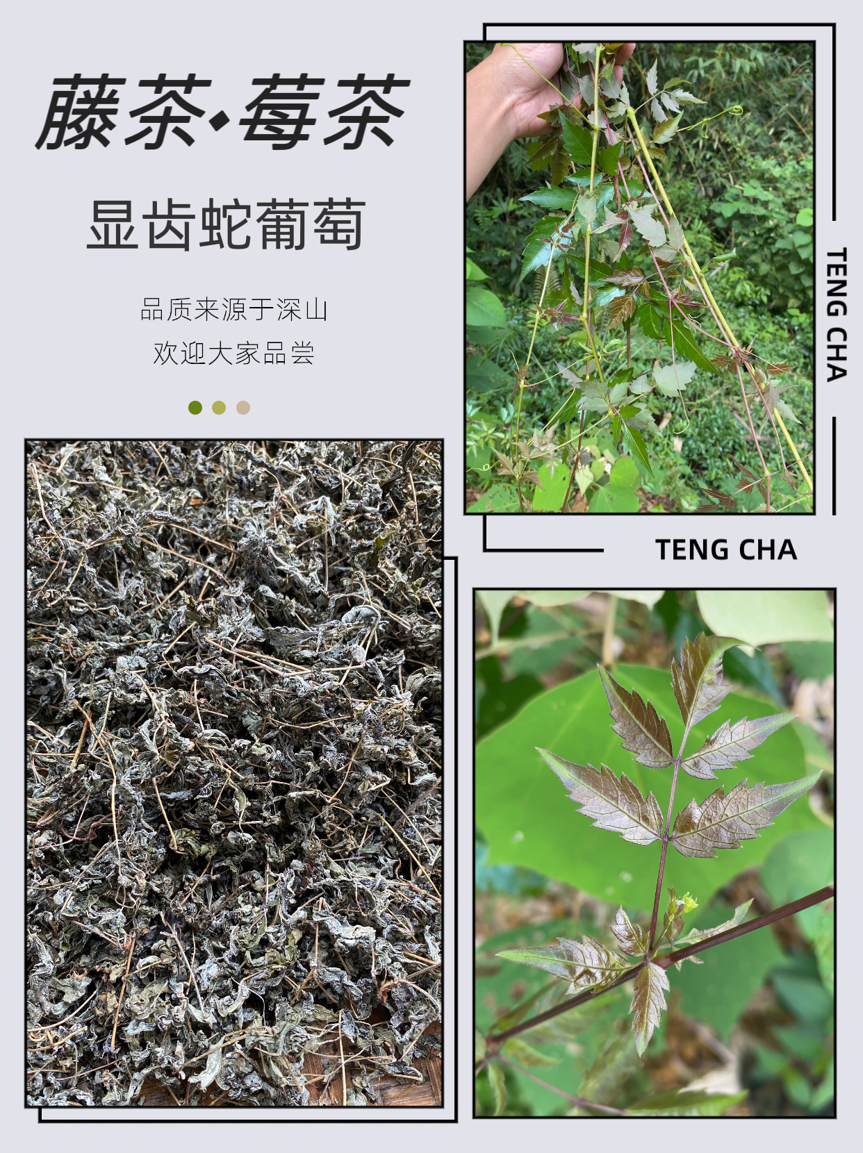 用葡萄科植物显齿蛇葡萄的嫩芽制作成的茶叫作藤茶或者莓茶,我们的