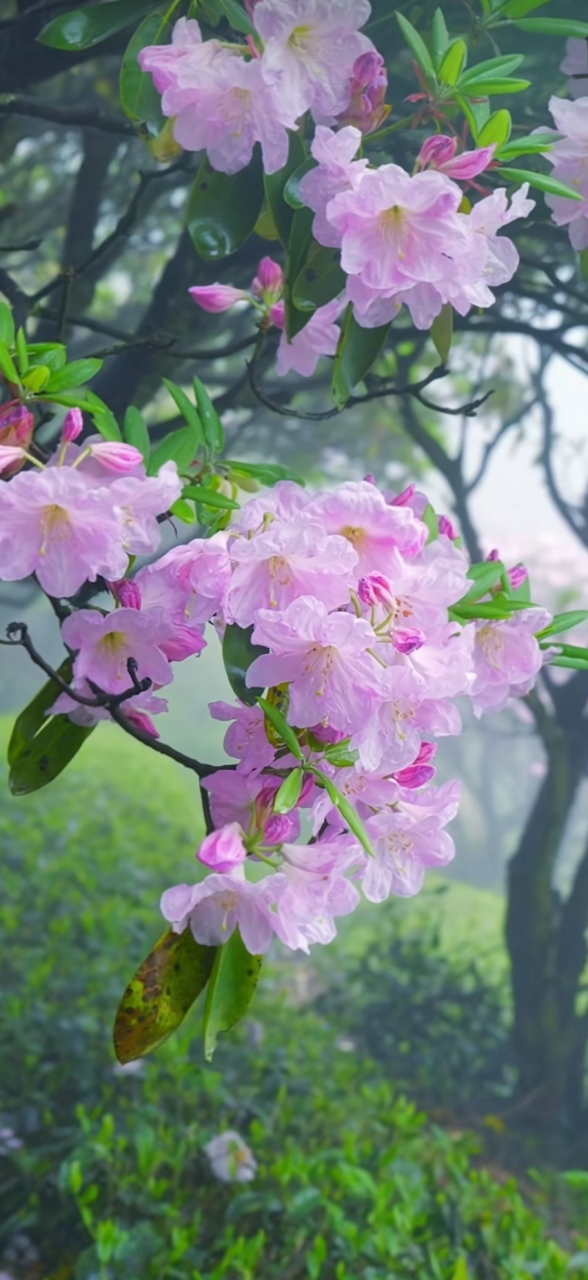 高山云锦杜鹃太美了  朦朦细雨,隐隐云雾中,高山云锦杜鹃花千树繁花