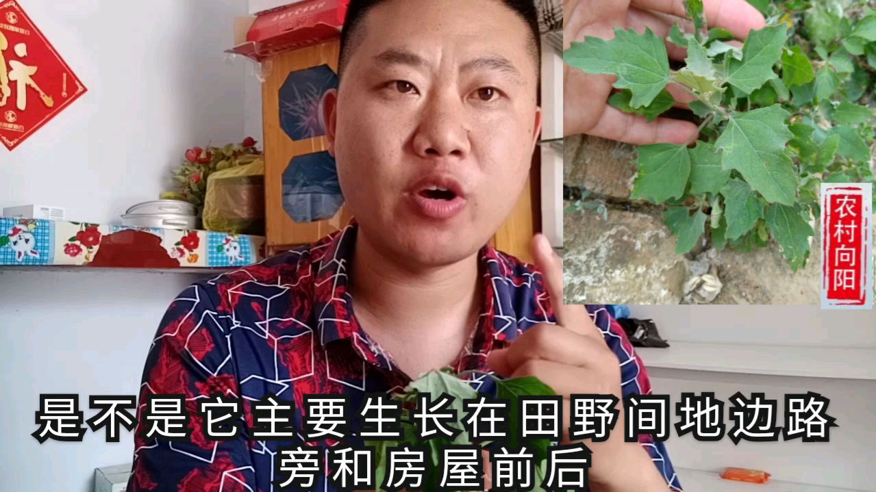 农村一种野菜叫灰菜,你认识吗?它有很多的功效