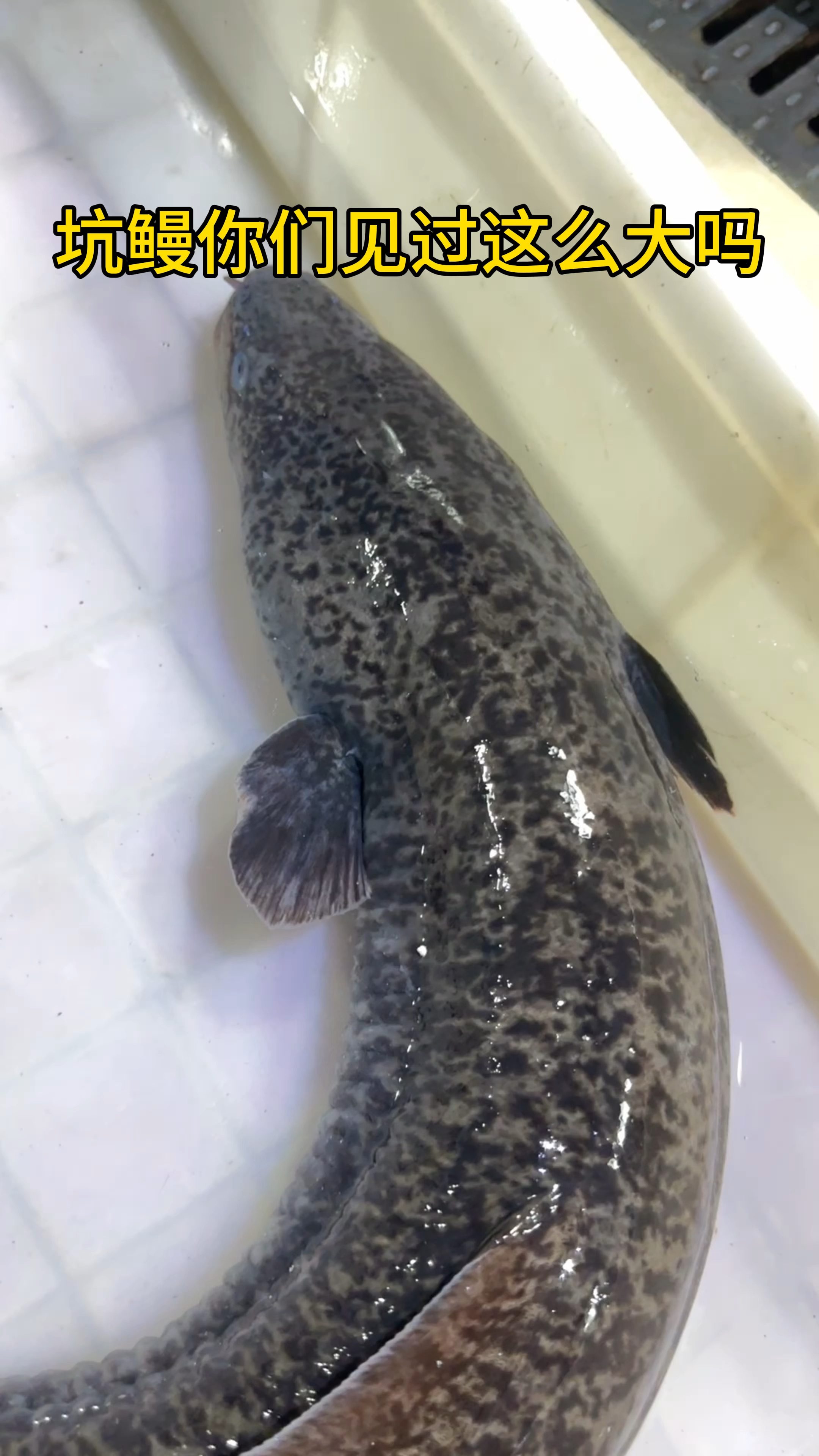 山坑大鳗你们吃过这么大的吗?