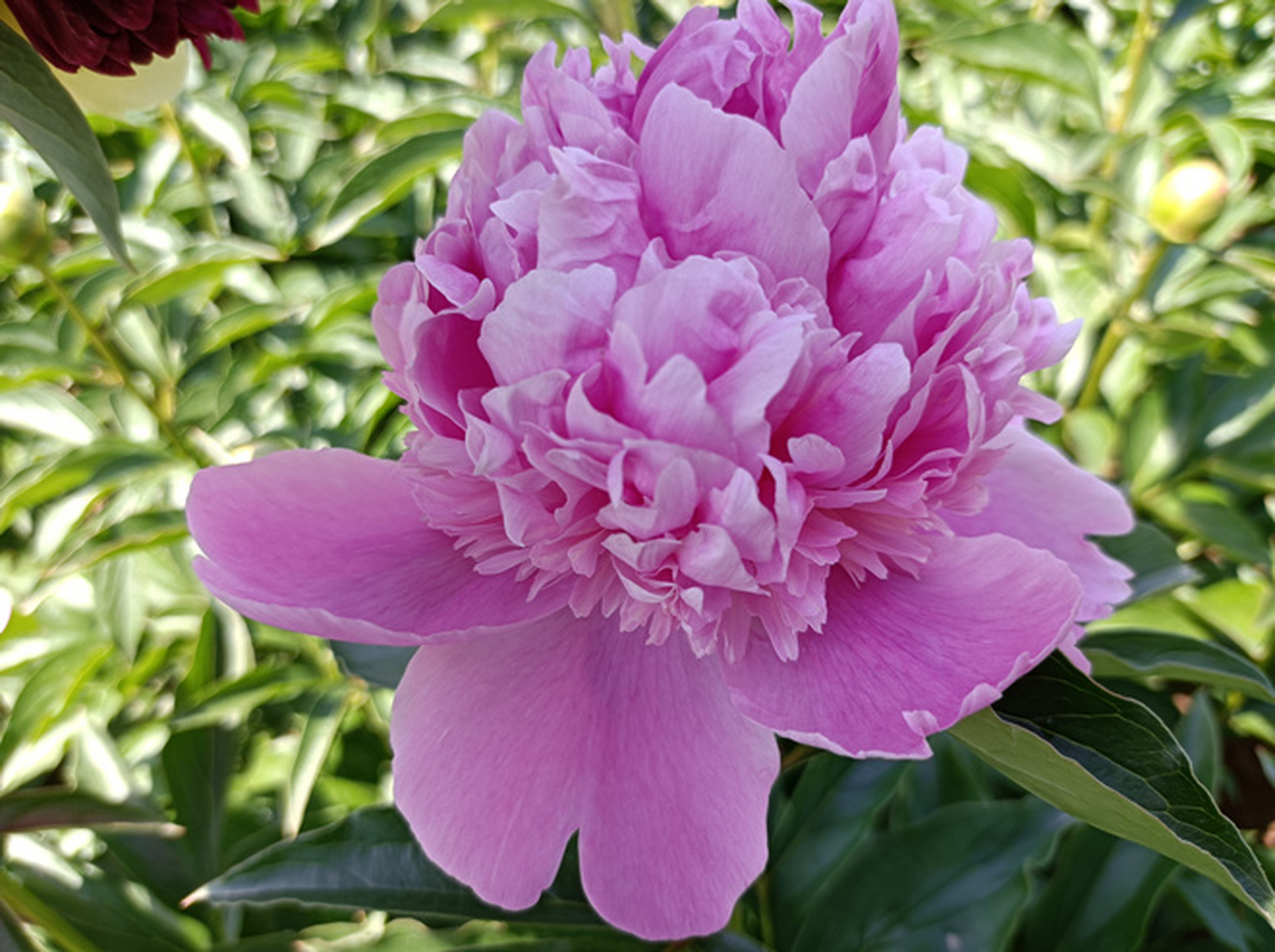 蓝富士芍药,经典蓝色系,优秀品种.