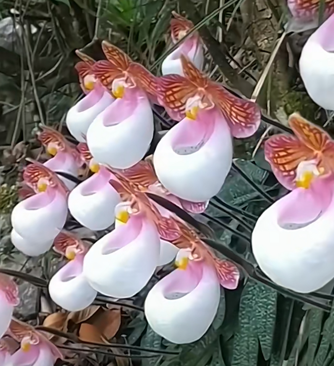 穿说中的牢底坐穿兰花!