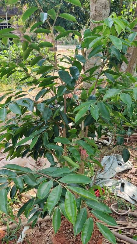 不拆布袋杯的奇楠高压母树一样可以种活,并且长势不错!-度小视